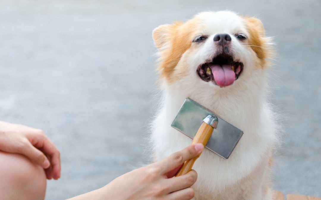 Tips for Keeping Your Dog Healthy and Good-looking by Grooming Them at Home