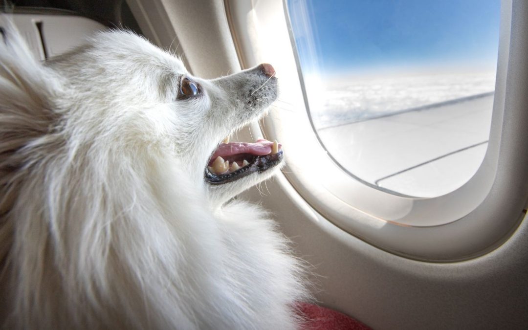 Flying Internationally With Your Dog