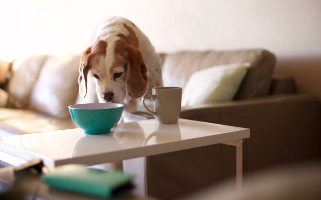 Food and Medication That Can Be Dangerous For Your Dog