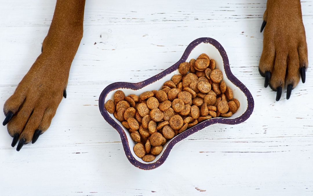 The Importance of Protein in Dog Food