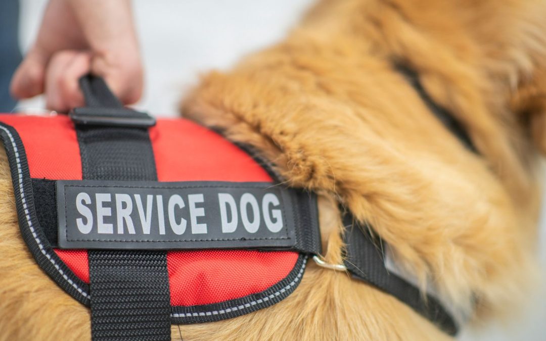 Service Dogs – Pawsome Superheroes!