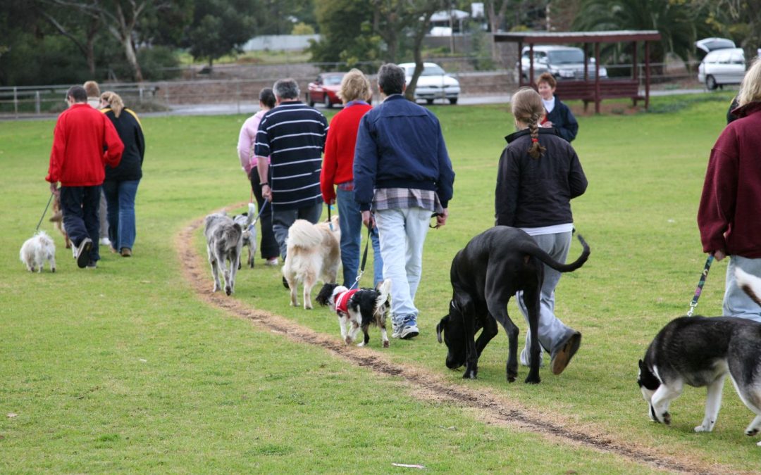 Unleashing the Potential of Our Furry Companions – Why All Dogs Can Benefit With Dog Training