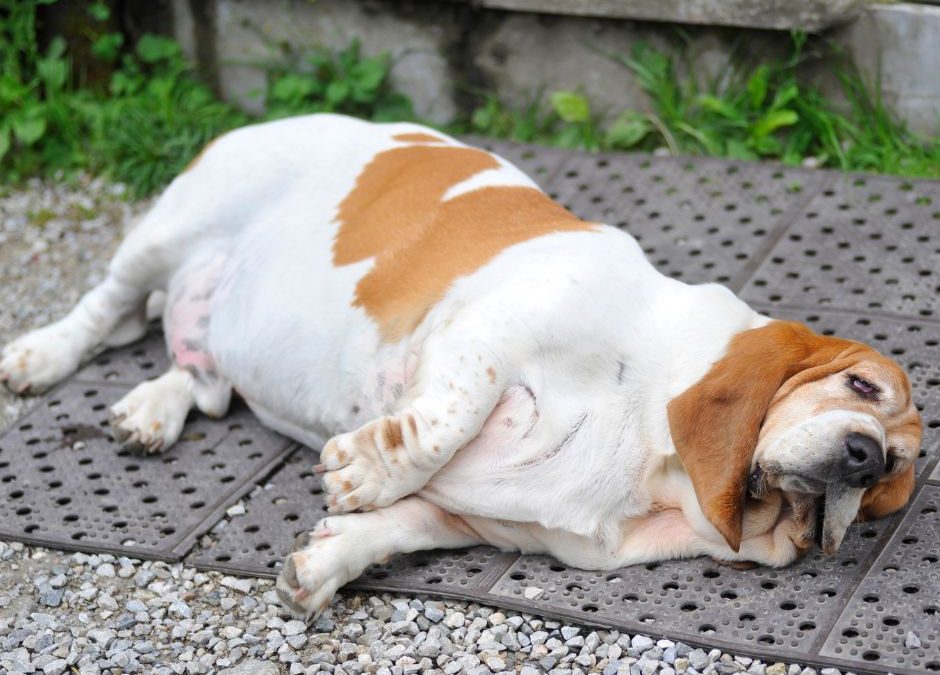 Tackling Dog Obesity in South Africa: The Benefits of Dry Dog Food