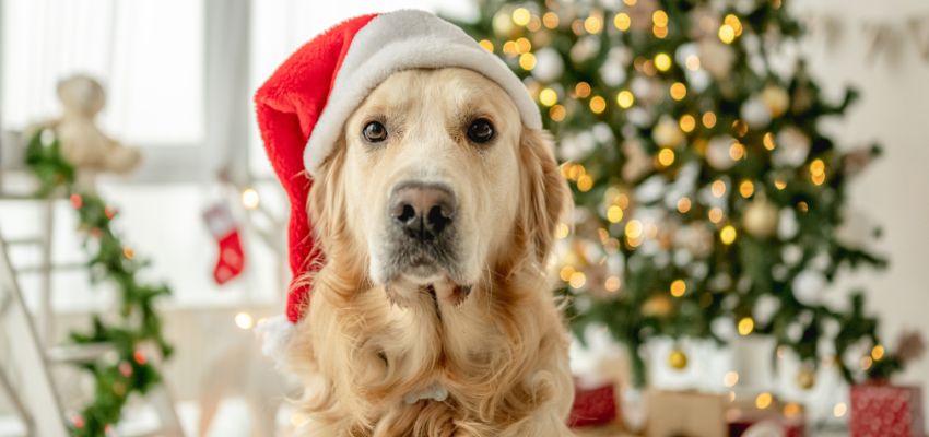 Christmas Foods and Seasonal Plants That Can Harm Dogs