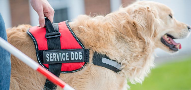 The Essential Nutrition Guide for Working and Service Dogs: Fueling Their Vital Roles