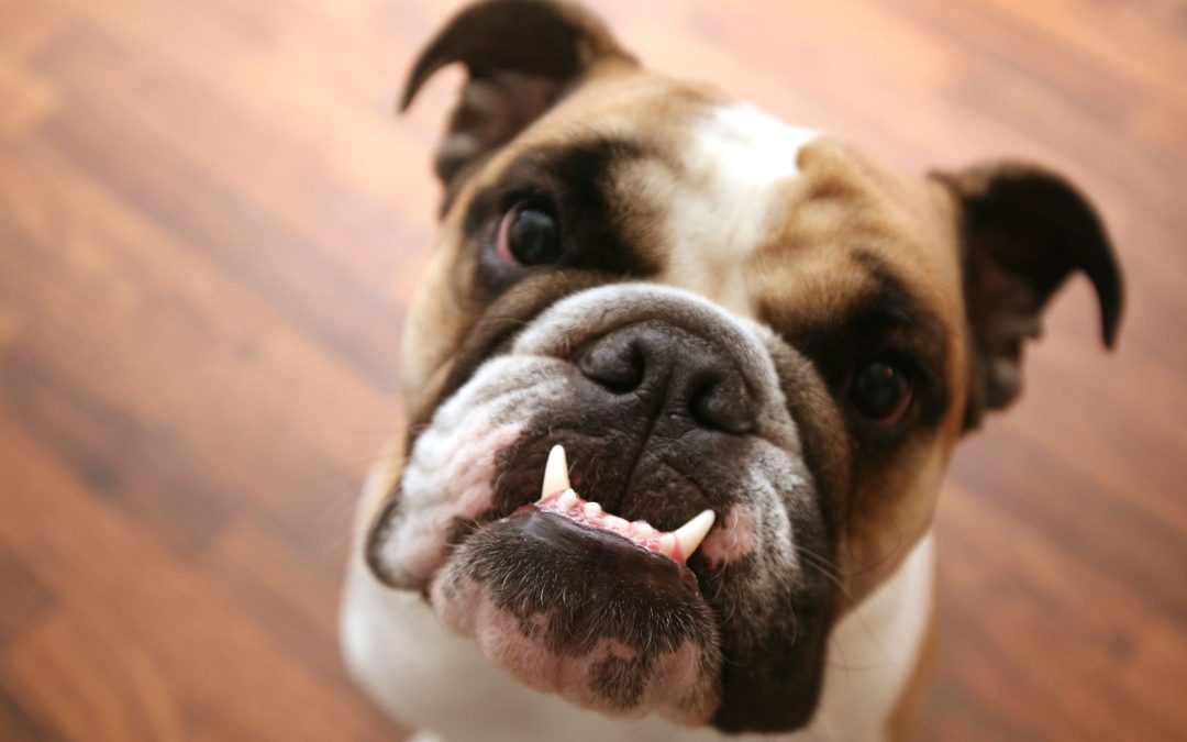 The Importance of Dental and Coat Health for Dogs