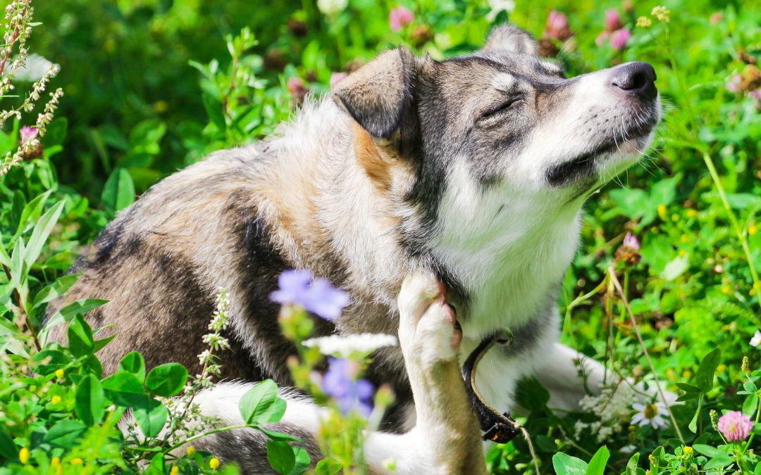 Ensuring Your Dog’s Skin and Coat Health During the Transition from Winter to Spring