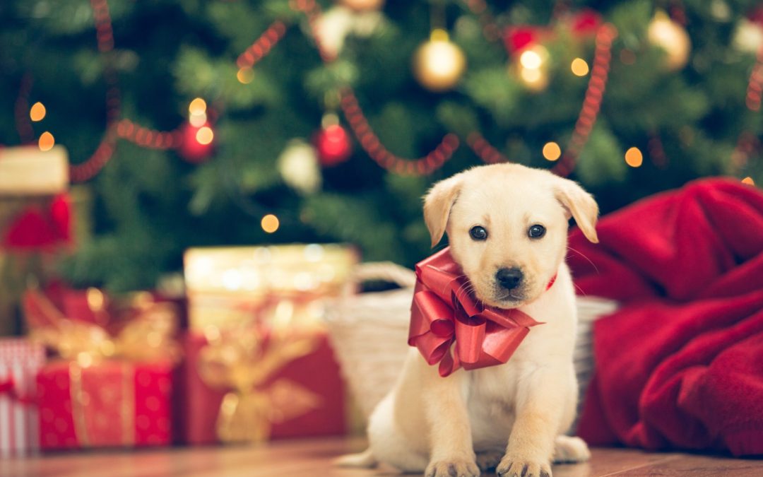 Why Puppies Aren’t Always The Best Christmas Gift For Children